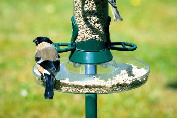 Cj Feeder Tray Standard